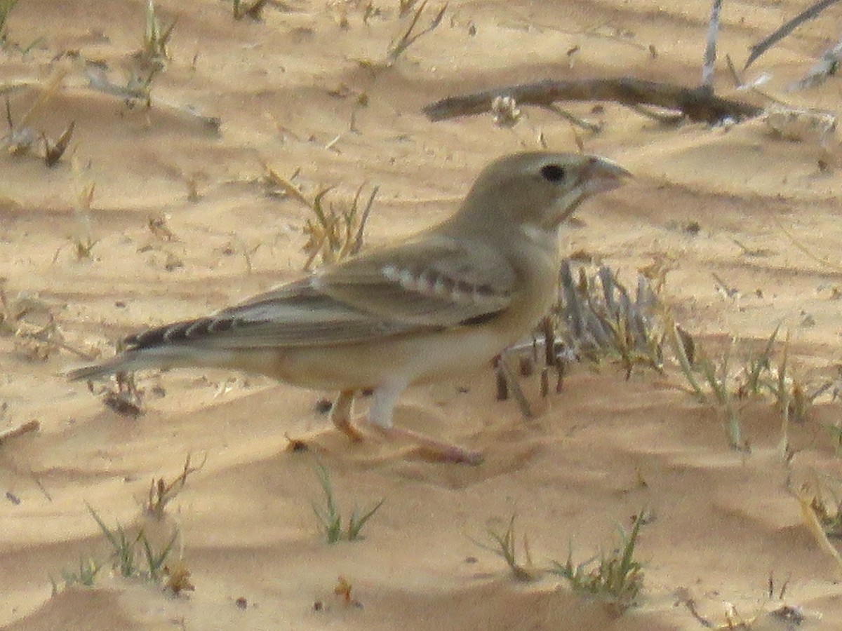 Pale Rockfinch - ML619765646