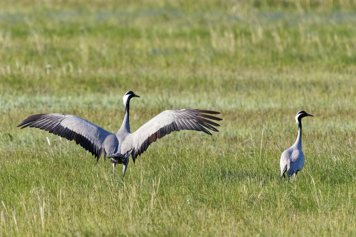 Demoiselle Crane - ML619765689