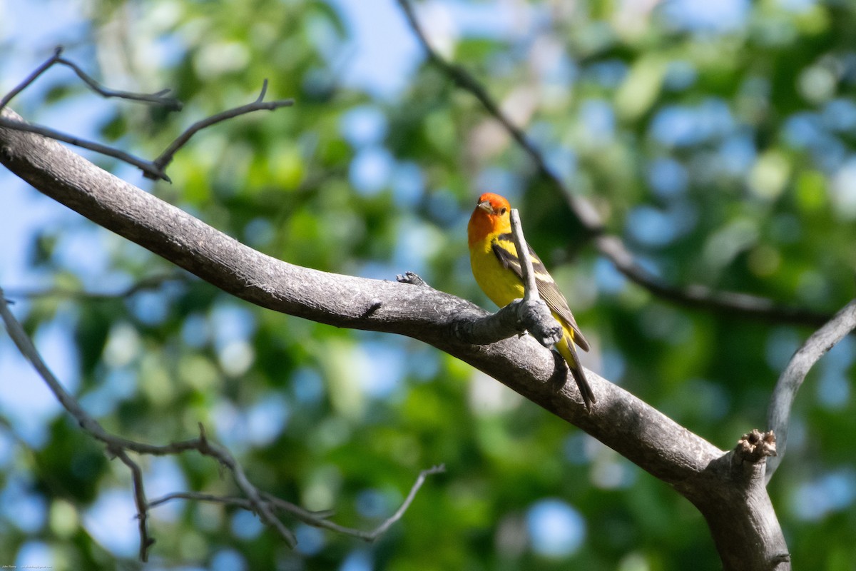 Western Tanager - ML619765691