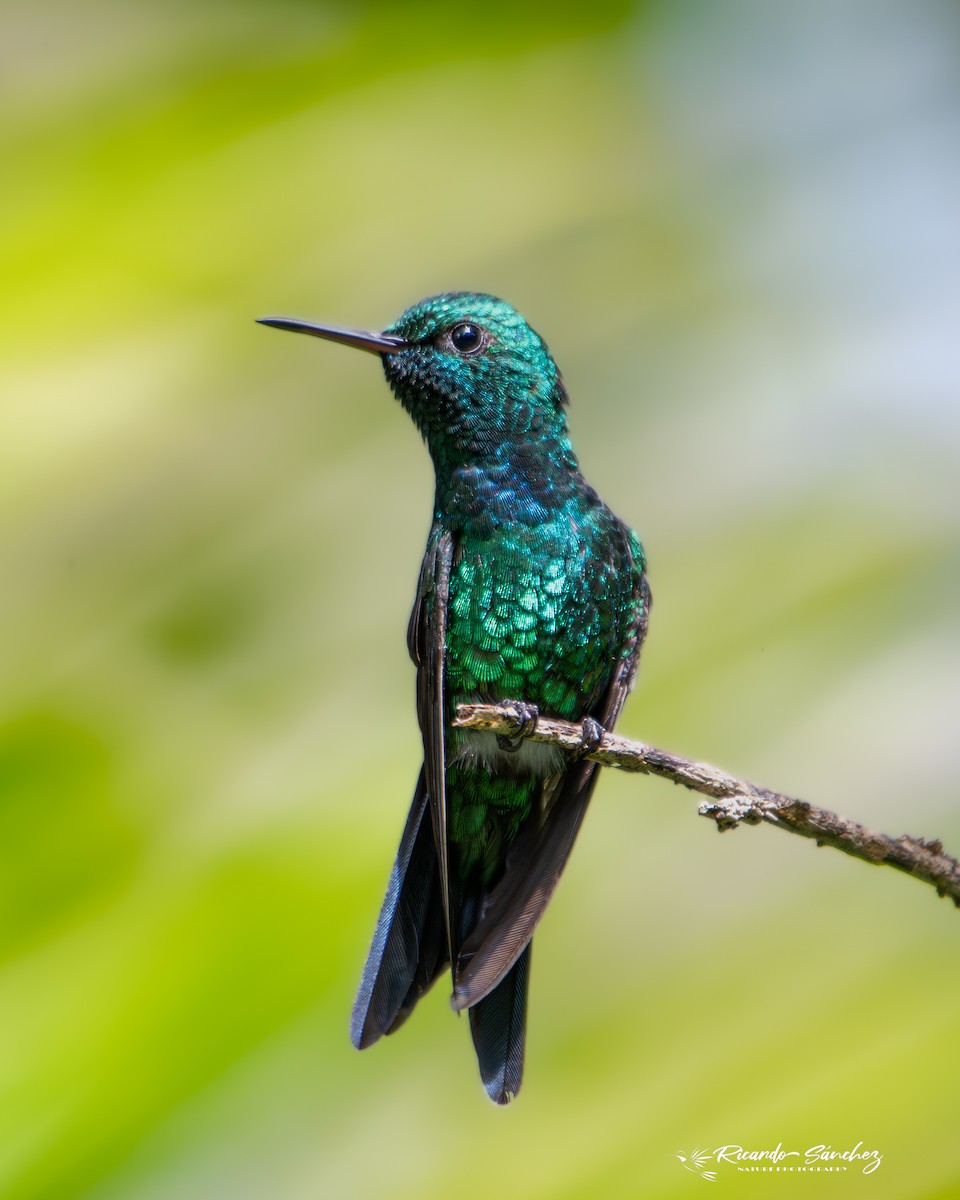 Puerto Rican Emerald - ML619765712