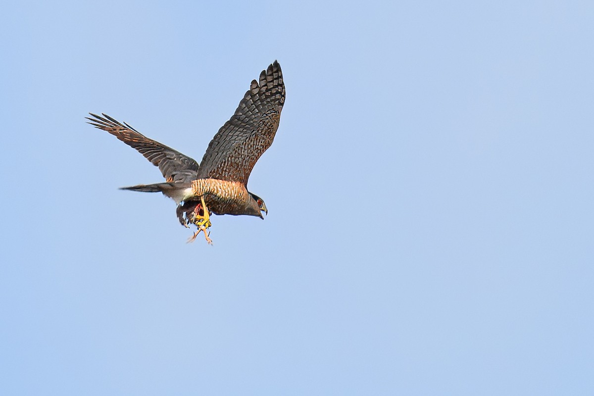 Cooper's Hawk - ML619765735