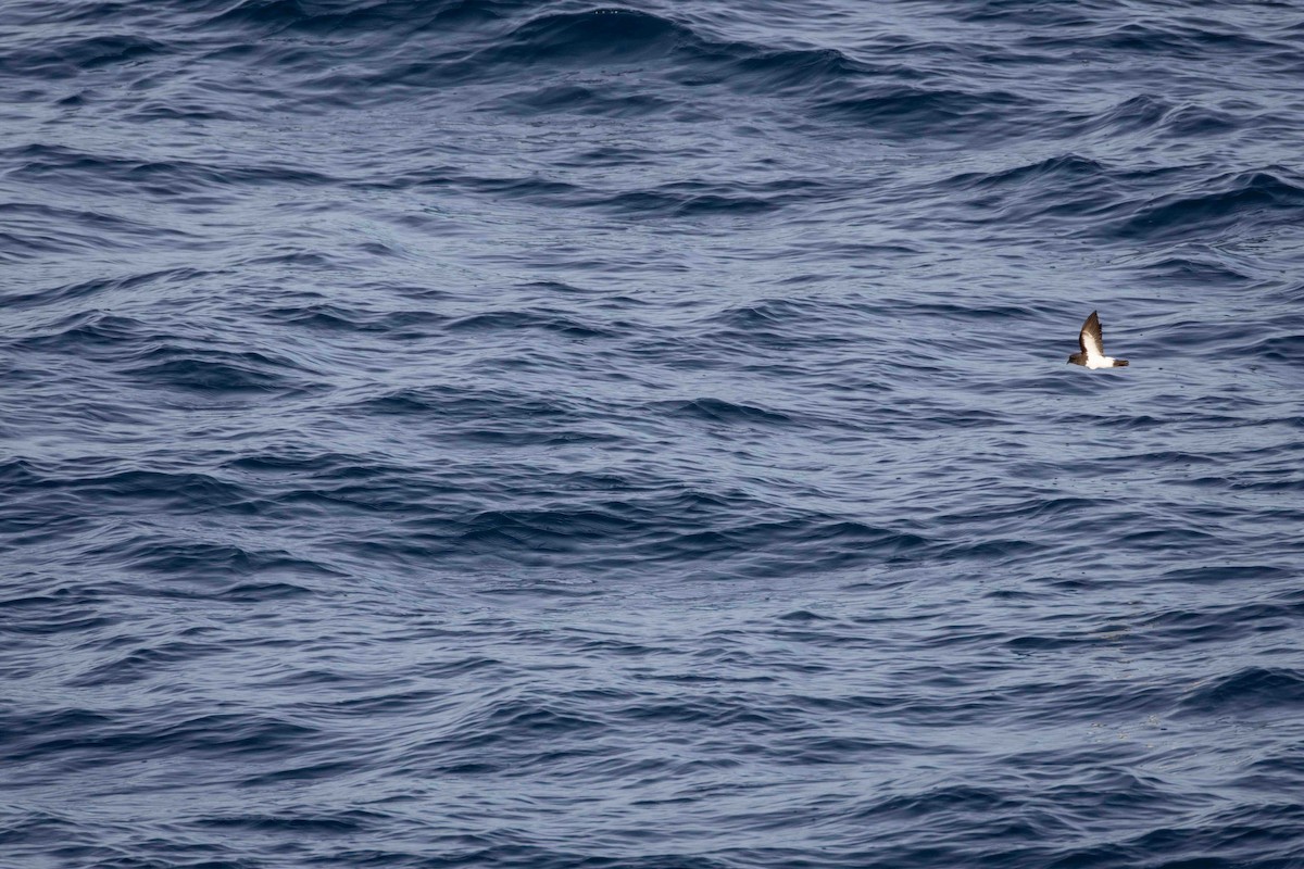 White-bellied Storm-Petrel - ML619765740