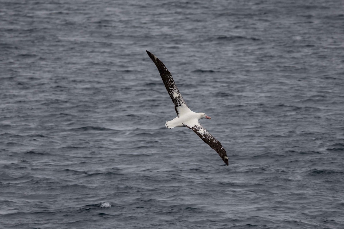 Albatros de Tristan da Cunha - ML619765785