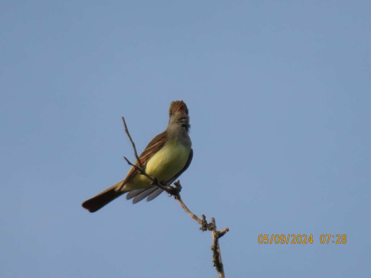 Great Crested Flycatcher - ML619765789