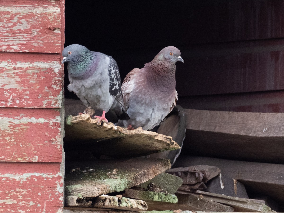 Rock Pigeon (Feral Pigeon) - ML619765791