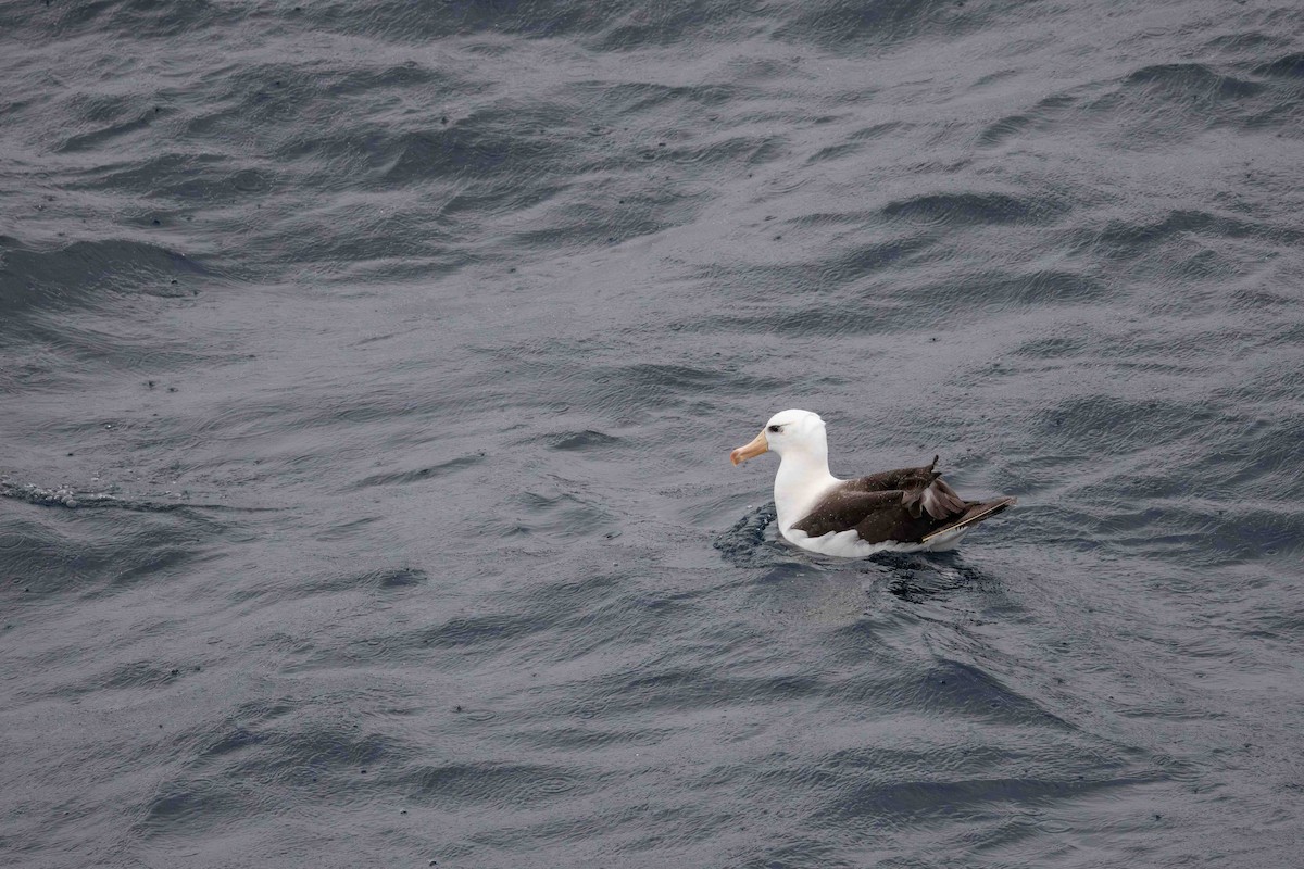 albatros černobrvý - ML619765799