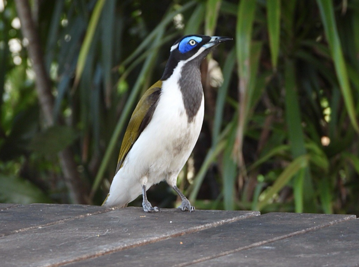 Blue-faced Honeyeater - ML619765832