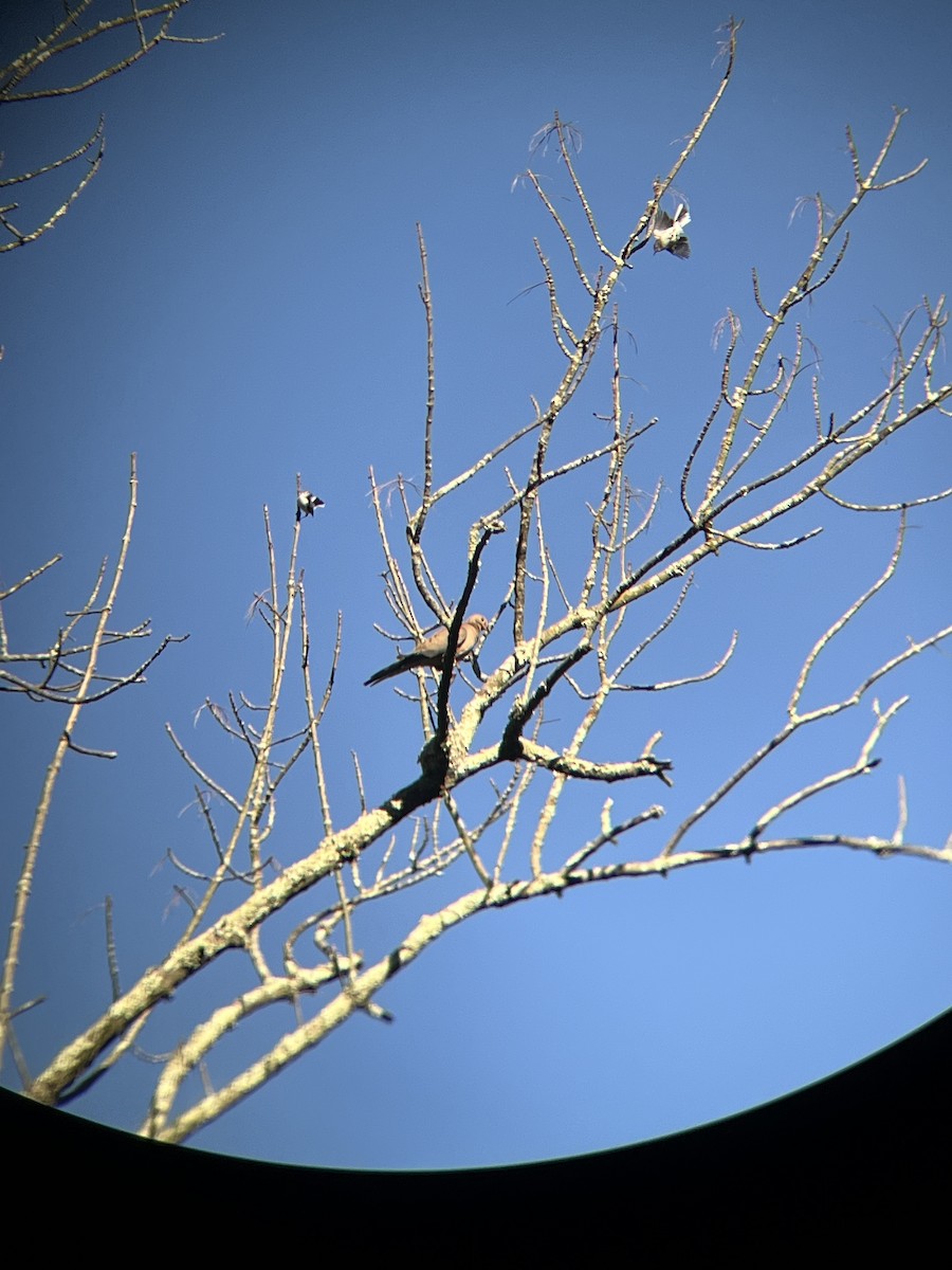 Blue-gray Gnatcatcher - Mot Hayes