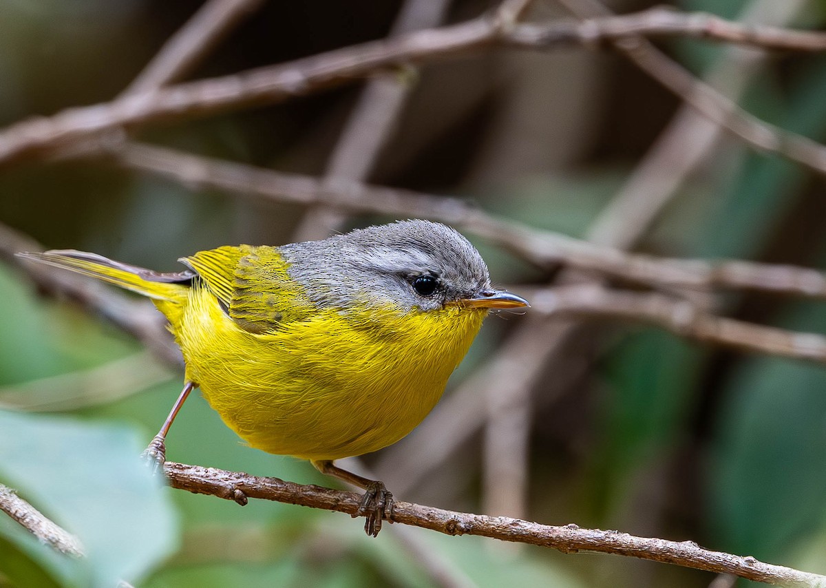 Gray-hooded Warbler - ML619765875