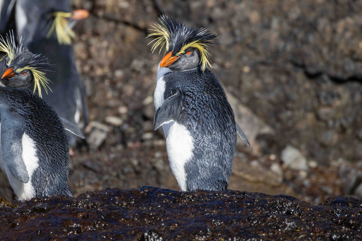 Pingüino Saltarrocas Septentrional - ML619765883