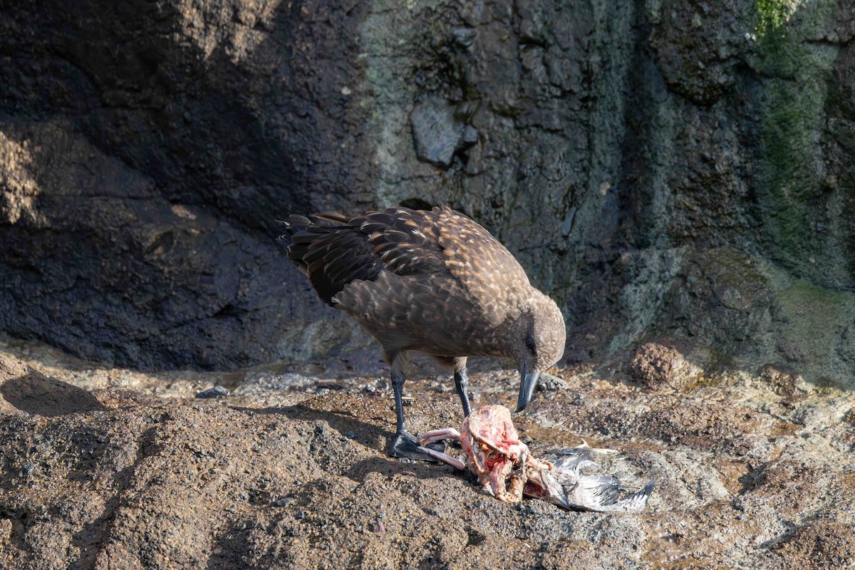 Brown Skua - ML619765896