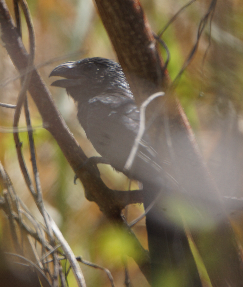 Groove-billed Ani - ML619765897