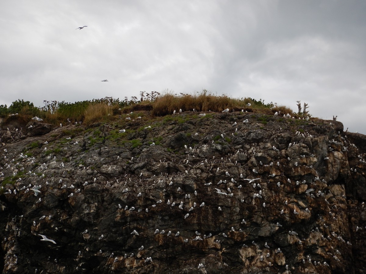 Black-legged Kittiwake - ML619765928