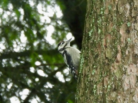 Great Spotted Woodpecker - ML619765938