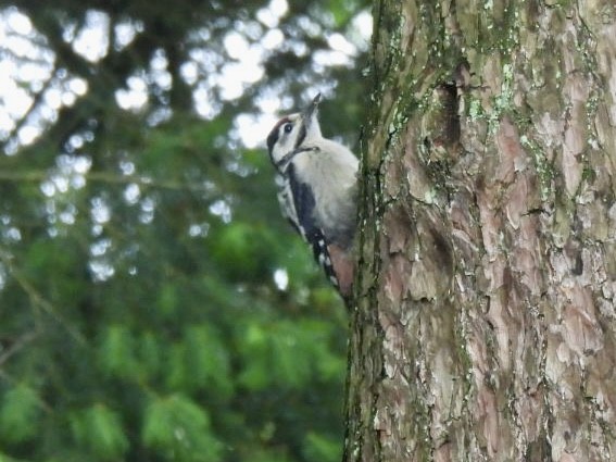 Great Spotted Woodpecker - ML619765939