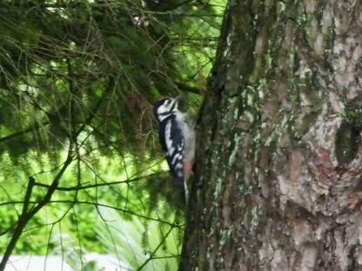 Great Spotted Woodpecker - ML619765940