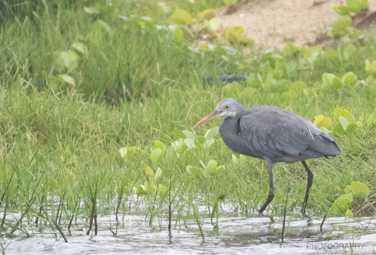 Western Reef-Heron - ML619765957