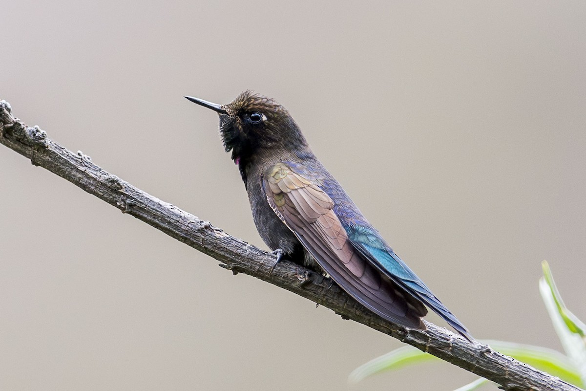 kolibřík modropláštíkový - ML619765966