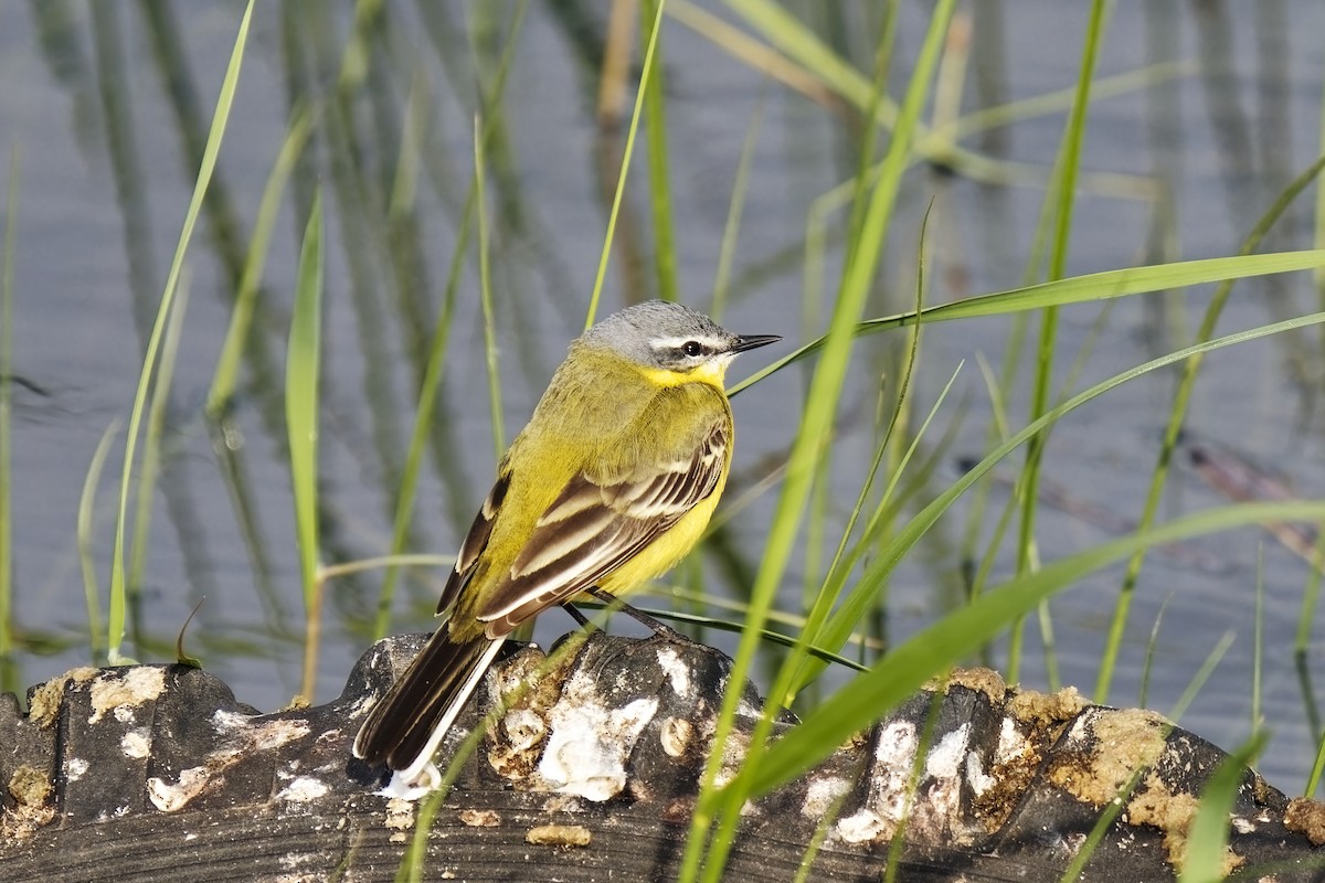 Western Yellow Wagtail (flava/beema) - ML619765971