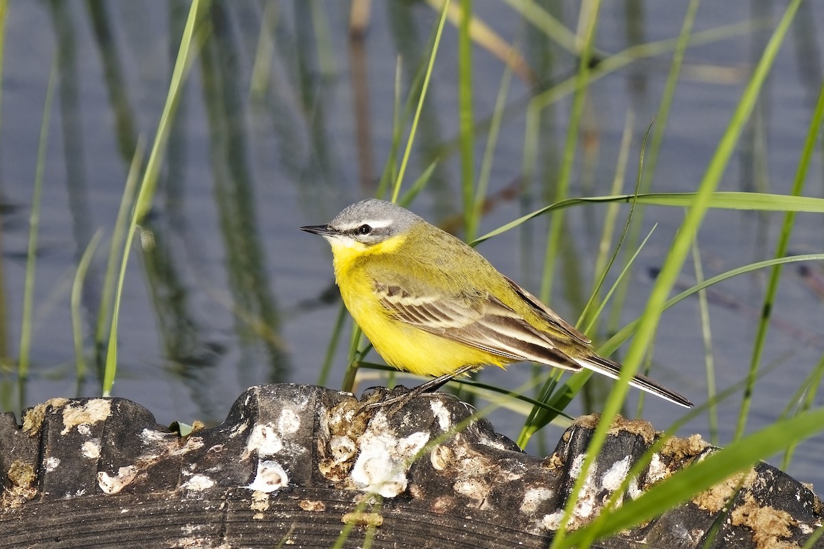 Western Yellow Wagtail (flava/beema) - ML619765973