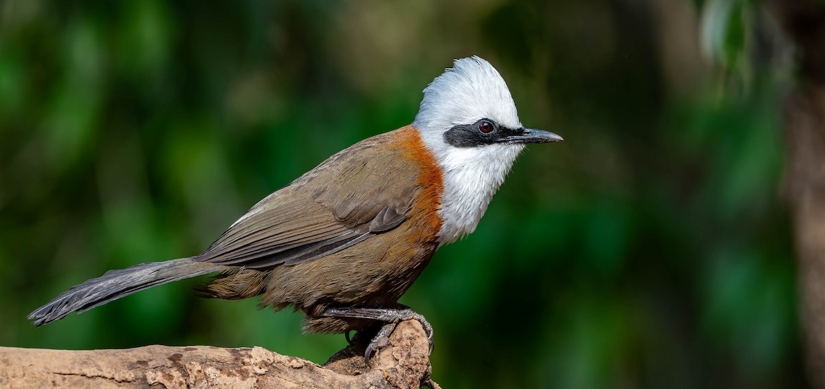 White-crested Laughingthrush - ML619766003