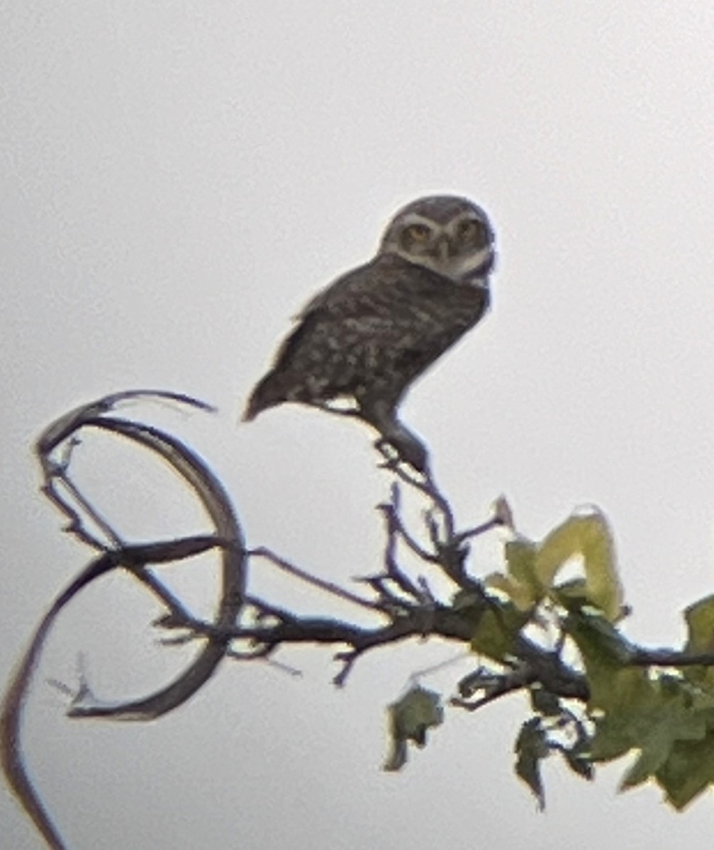 Spotted Owlet - ML619766024
