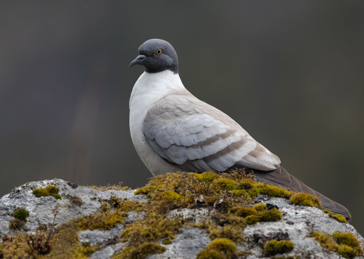 Snow Pigeon - Ayuwat Jearwattanakanok