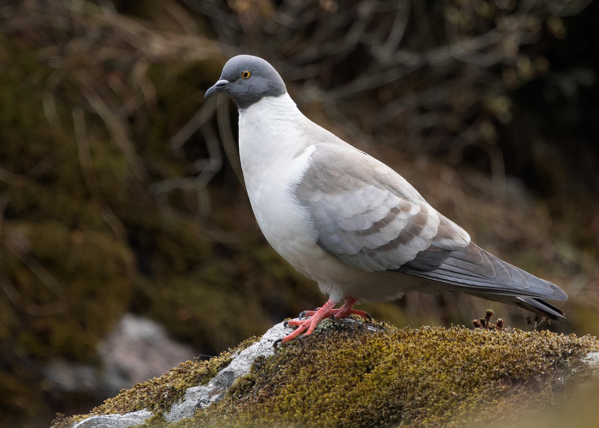 Snow Pigeon - ML619766048