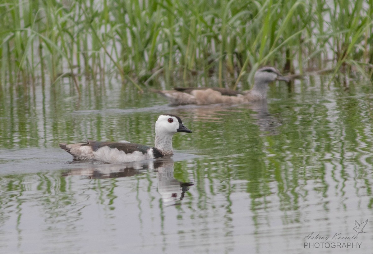 Cotton Pygmy-Goose - ML619766053