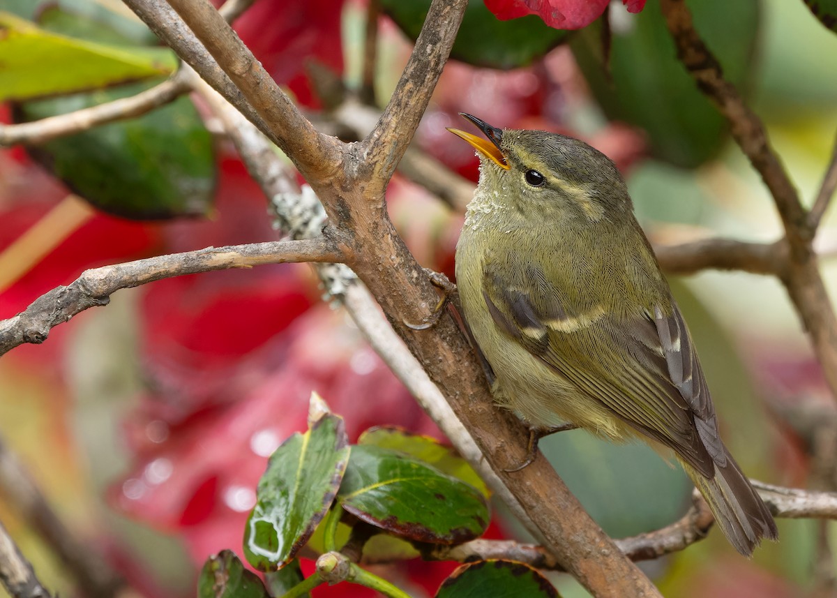 Buff-barred Warbler - ML619766063