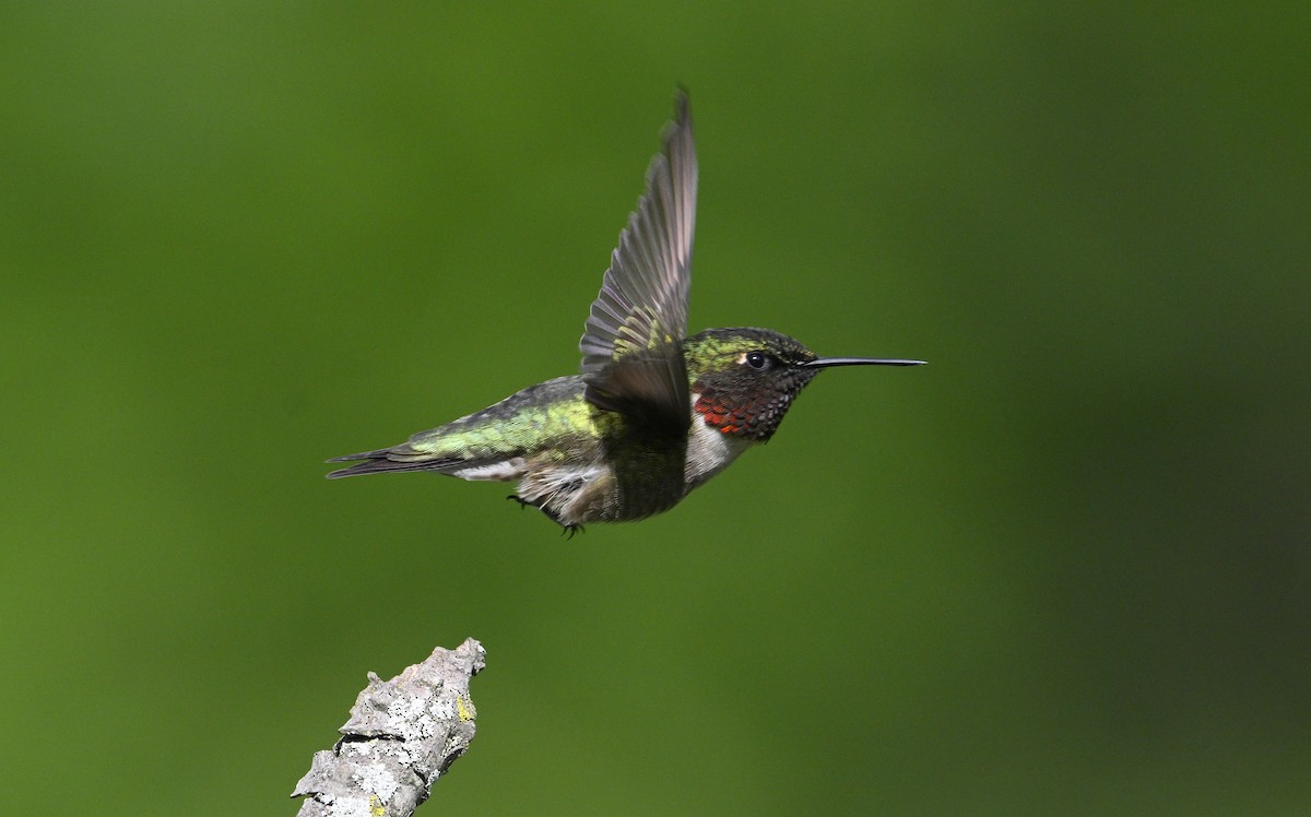 Ruby-throated Hummingbird - ML619766064