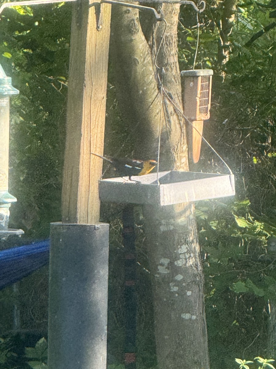 Yellow-headed Blackbird - ML619766069