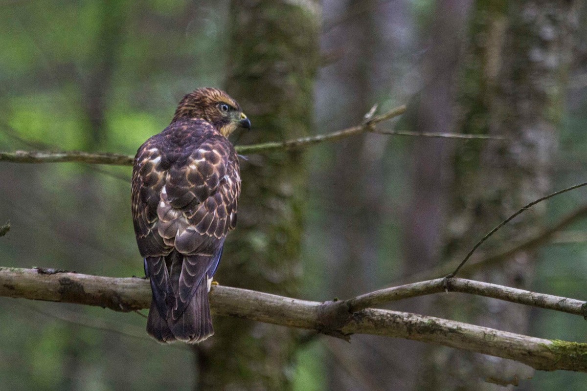 Broad-winged Hawk - ML619766105