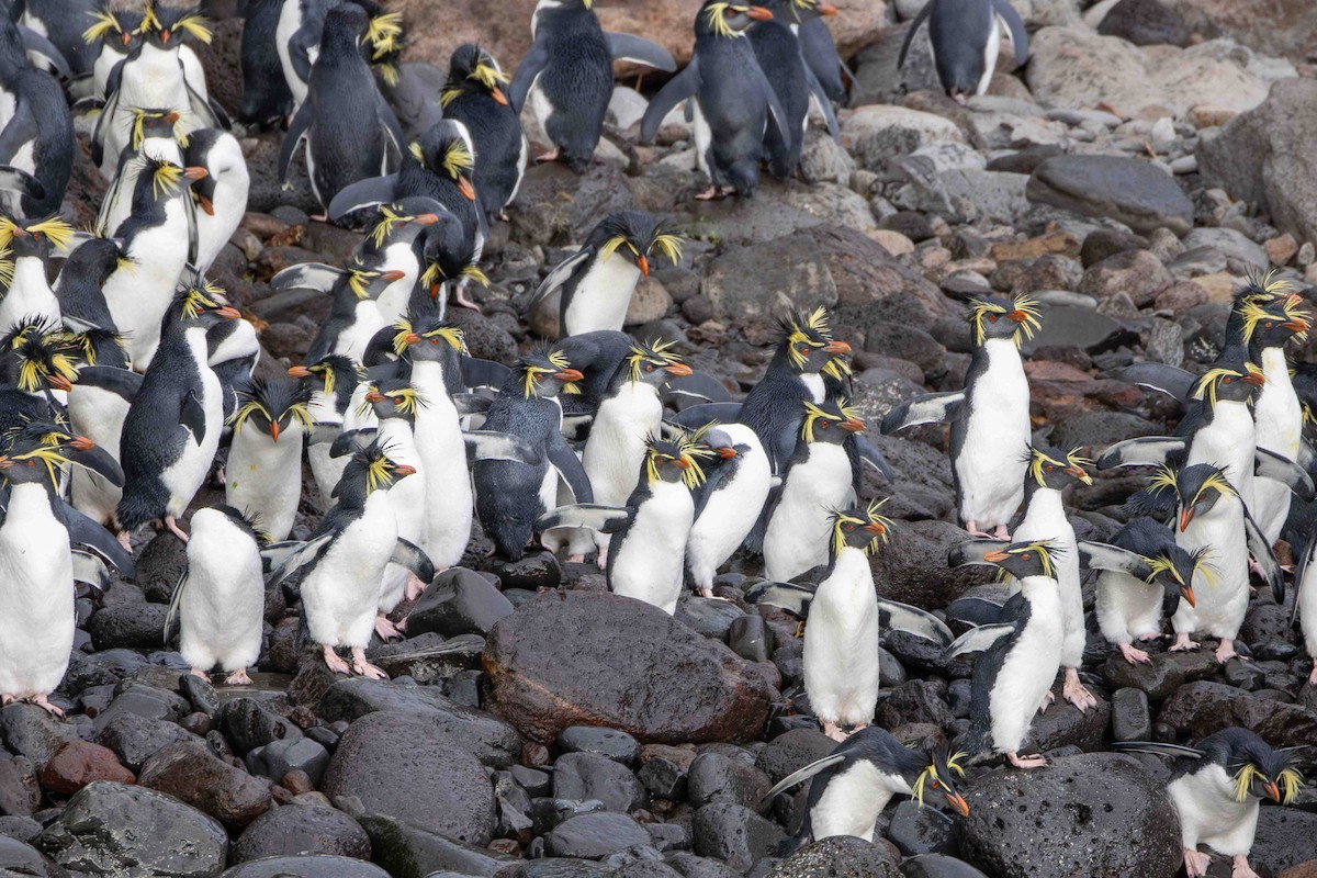 Moseley's Rockhopper Penguin - ML619766121