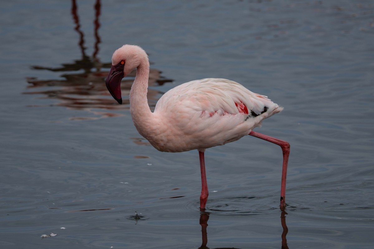 Lesser Flamingo - ML619766127