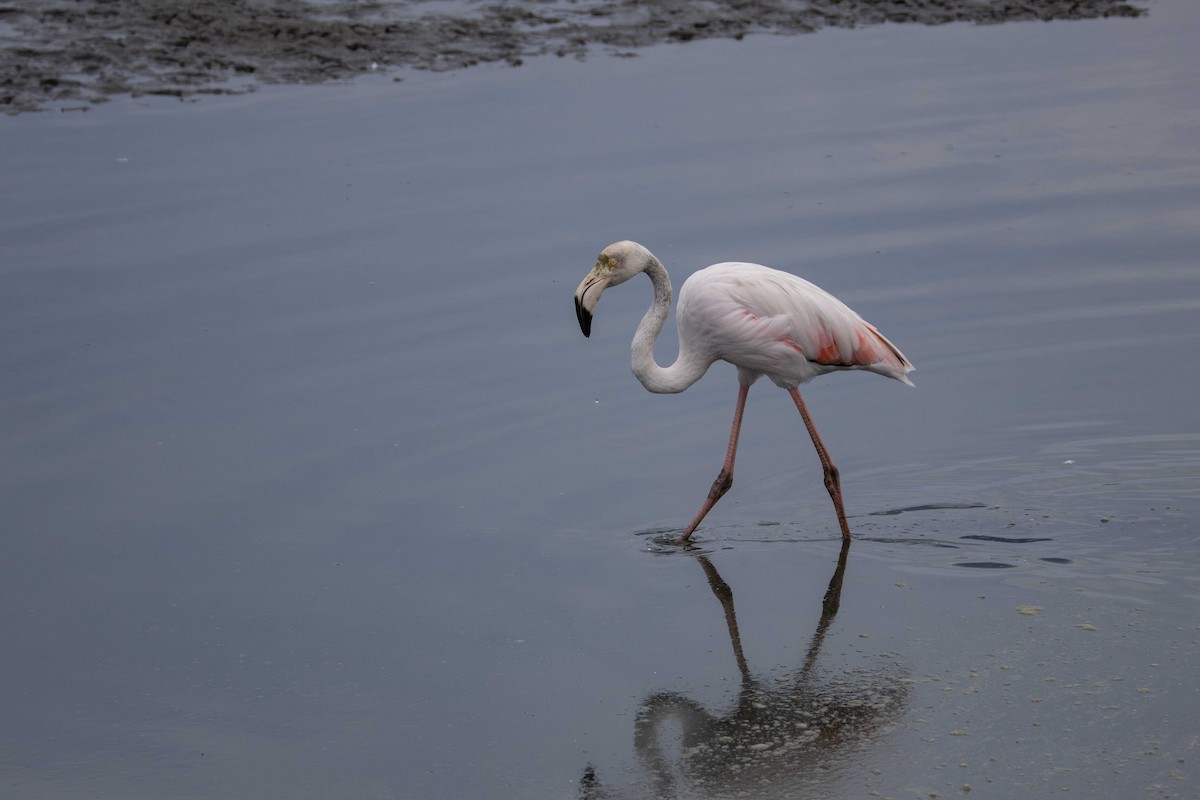 Greater Flamingo - ML619766133