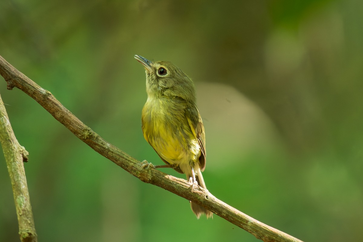 Eye-ringed Tody-Tyrant - ML619766134