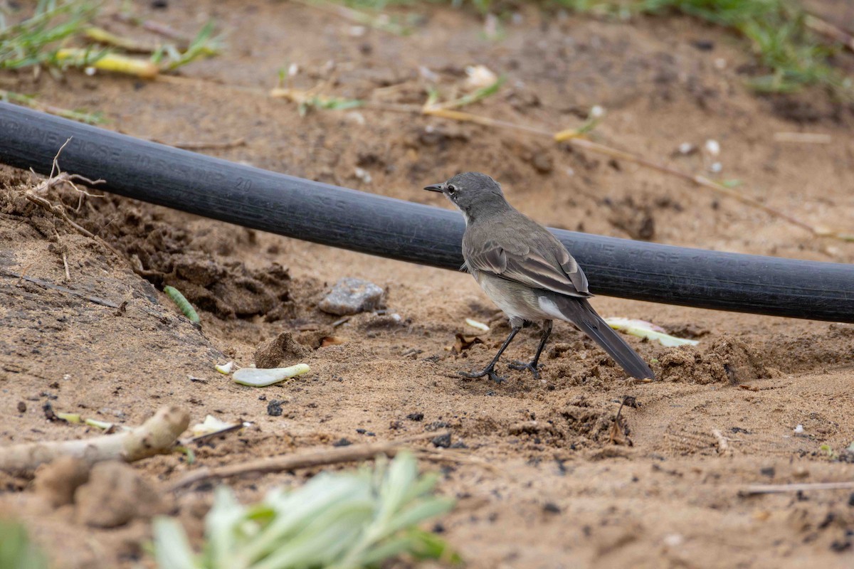 Cape Wagtail - ML619766140