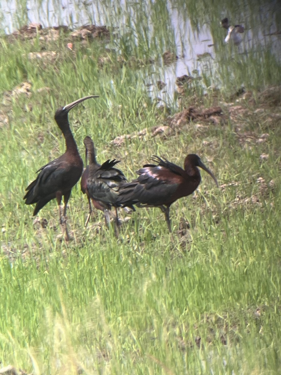 Glossy Ibis - ML619766141