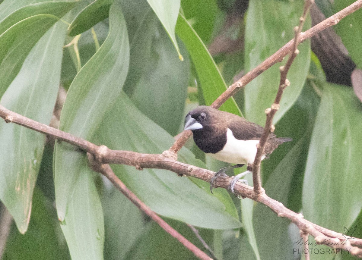 White-rumped Munia - ML619766148