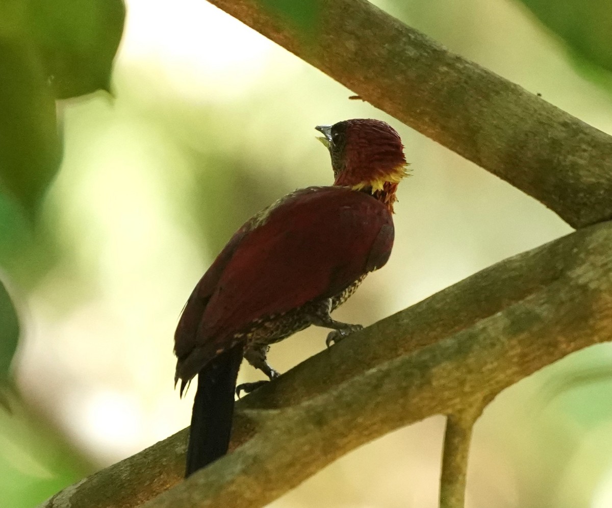 Banded Woodpecker - ML619766155