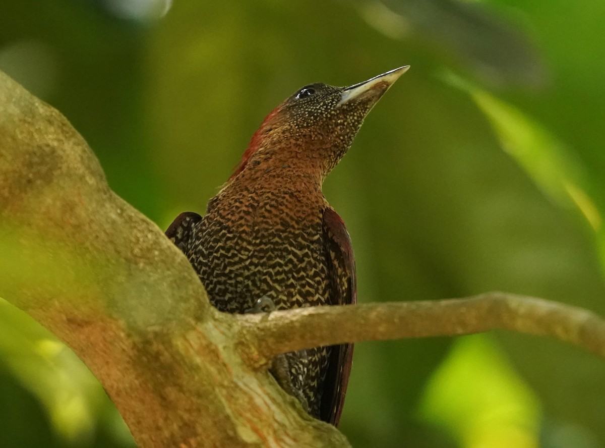 Banded Woodpecker - ML619766158