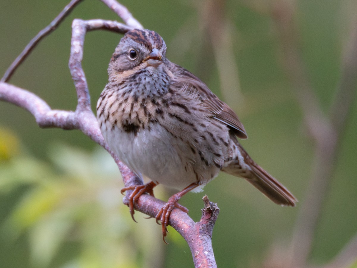 Lincoln's Sparrow - ML619766169