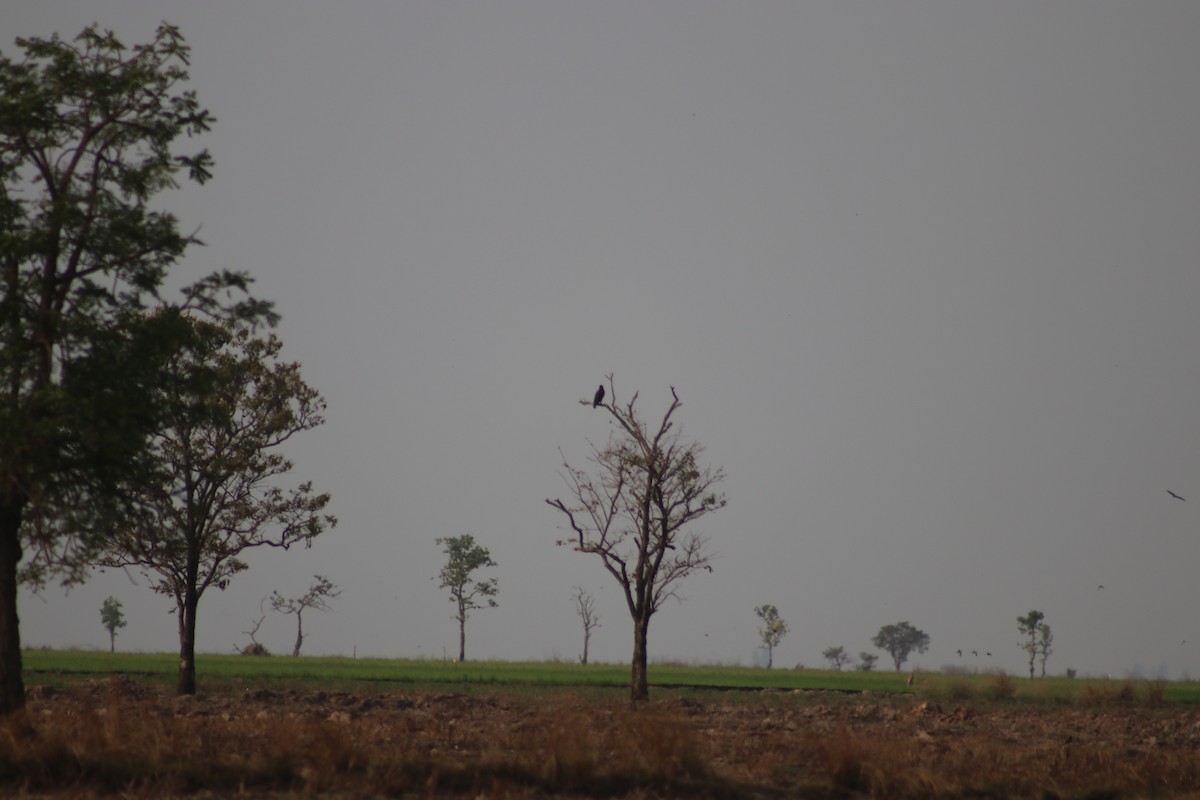 Black Kite - ML619766173