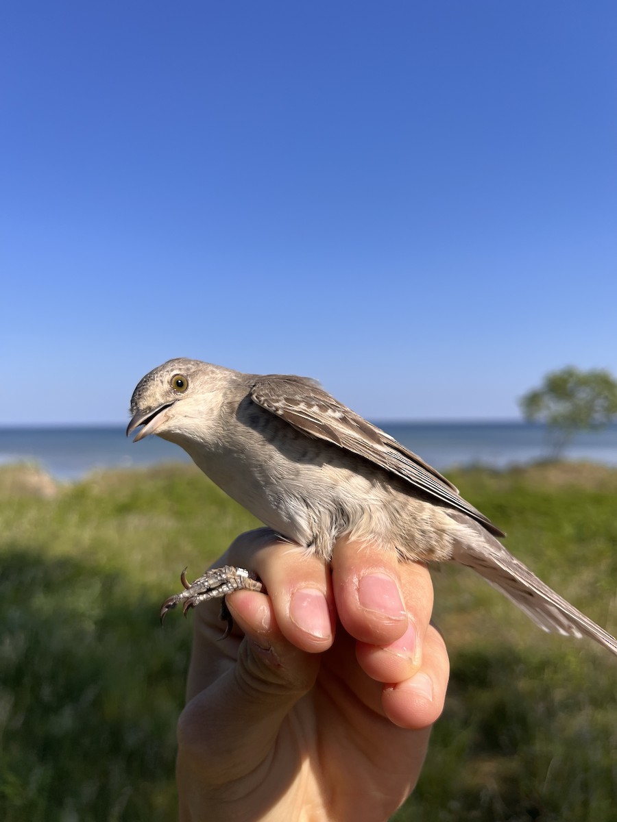 Barred Warbler - ML619766181