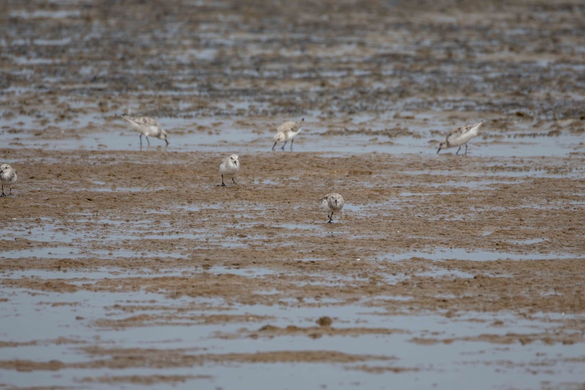 Sanderling - ML619766201