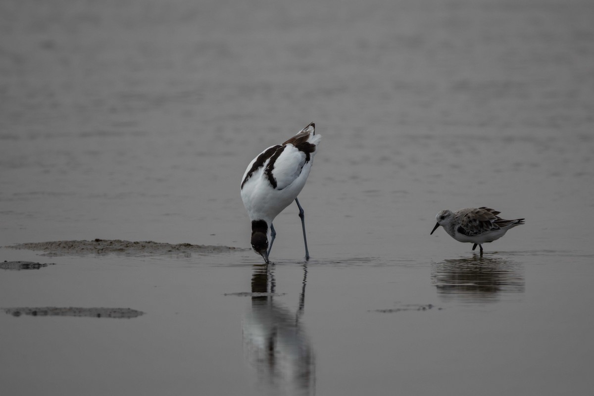 Sanderling - ML619766213