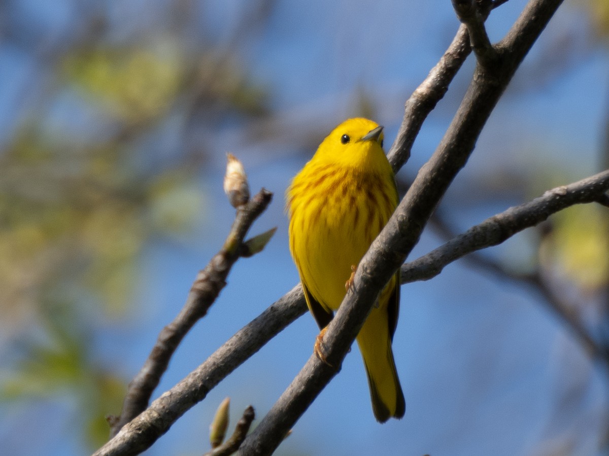Northern Yellow Warbler - ML619766220
