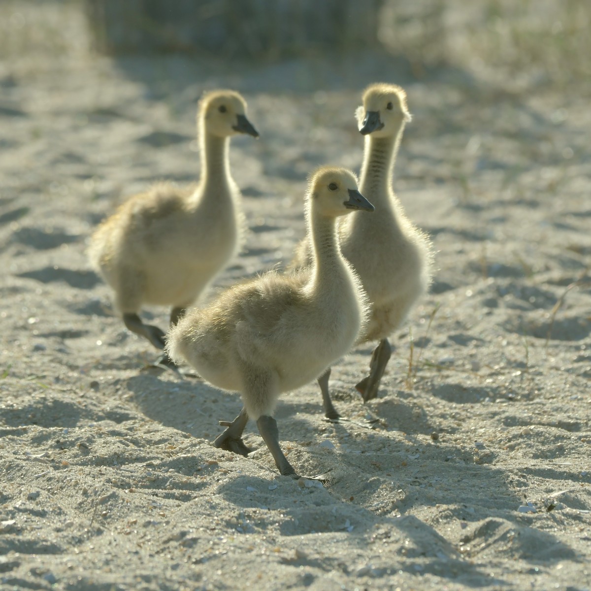 Canada Goose - ML619766242