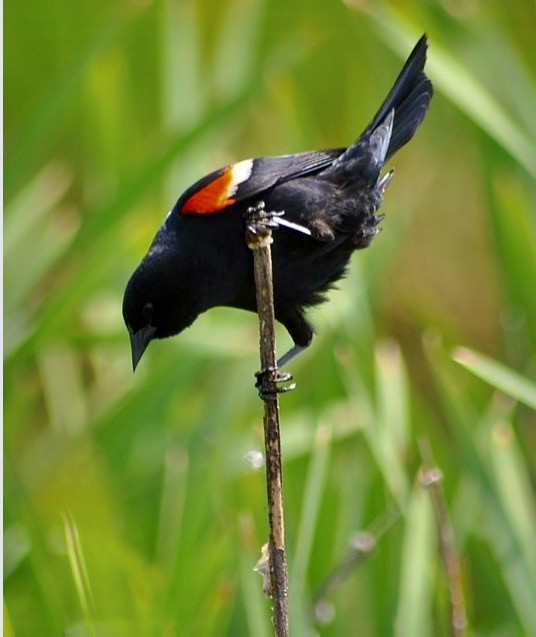 Red-winged Blackbird - ML619766252